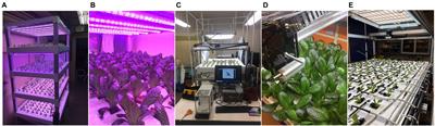 Non-destructive Plant Biomass Monitoring With High Spatio-Temporal Resolution via Proximal RGB-D Imagery and End-to-End Deep Learning